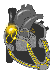 Электрическая активность сердца